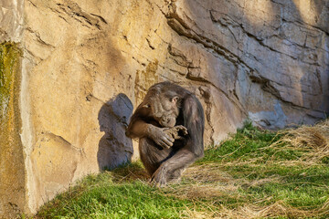 Fototapeta na wymiar Chimpanzee sits in front of a rock, basking in the sun