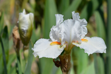 Intermediate bearded iris I'll Be Back flower