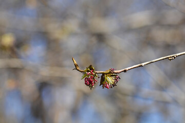 Persian ironwood branch with flowers