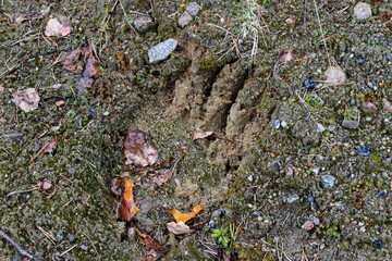 Paw and claw prints of a large brown bear on damp forest floor. Republic of Karelia. Russia.