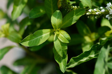 Gooseneck loosestrife leaves