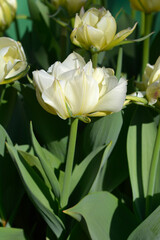 Tulip Exotic Emperor flower