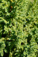 Juniper Hulsdonk Yellow branch