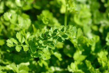 Narrow-leaved water-dropwort leaves
