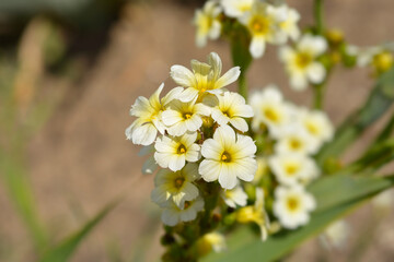 Pale Yellow-eyed Grass flowers