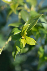 Fragrant Sweet Box flower buds and leaves