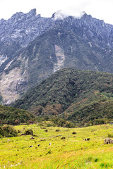 Obraz premium Serene Sabah Dairy Farm Nestled Beneath Majestic Mt. Kinabalu