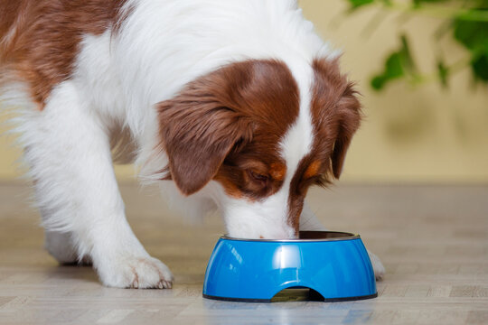 Genussvolle Mahlzeit: Ein Australian Shepherd, Hund am Futternapf , beim Fressen zu Hause