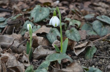 Spring blooming snowdrop Galanthus 'Trumps' in the garden