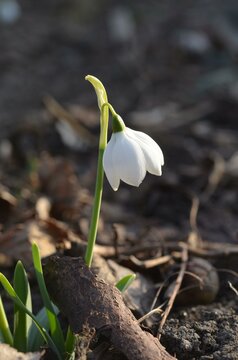 Spring blooming snowdrop Galanthus elwesii 'Godfrey Owen'