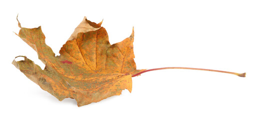 Autumn season. One maple leaf isolated on white