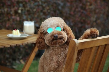 Cute fluffy dog with sunglasses resting in outdoor cafe