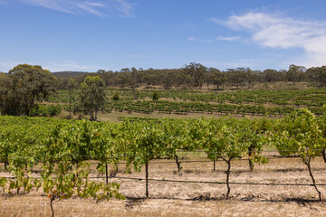 Fototapeta na wymiar Views of the vineyards in the Clare Valley region of South Australia