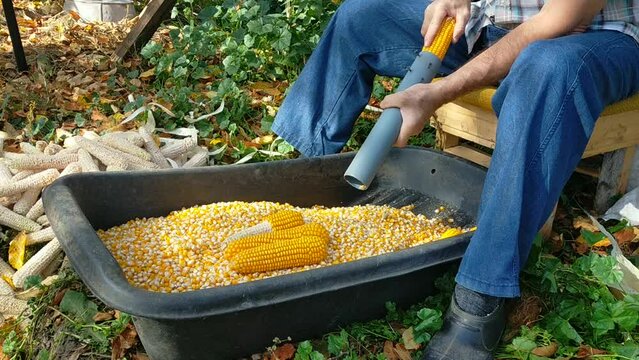 A man manually separates corn kernels from an ear. Concept of crop processing, preparation of fodder for the winter
