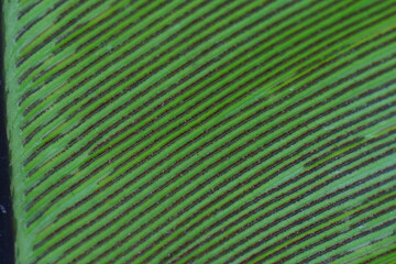 Spore bags on the underside of a fern leaf