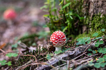 Mushroom in the forest