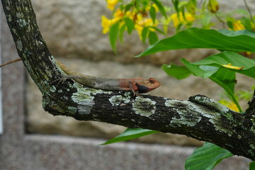 Naklejka premium The Crested Tree Lizard, scientifically known as Calotes versicolor, is a species of agamid lizard found in South and Southeast Asia. This lizard is commonly known by various names