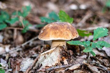 Mushroom in the forest