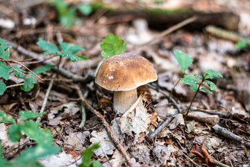 mushroom in the forest