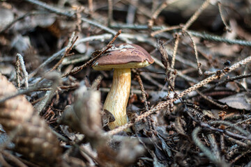 Boletus in the forest