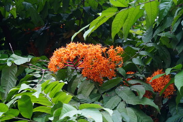 The Yellow Saraca tree is primarily valued for its large clusters of bright yellow flowers. The...