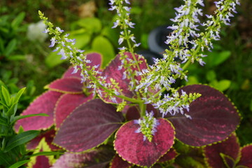 Coleus and delicate purple flower cluster