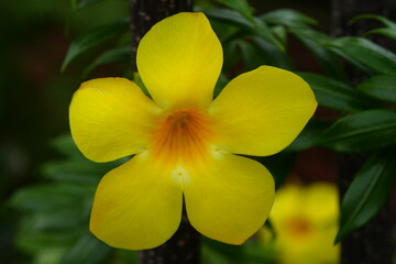 Carolina Jasmine|Gelsemium sempervirens|卡羅萊納茉莉	