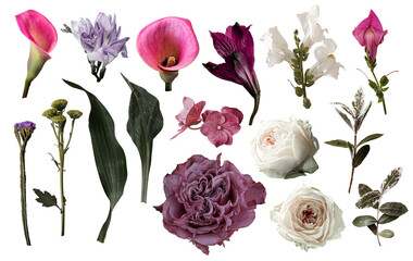 Set of pink and burgundy color flowers. Isolated on transparent background for your projects