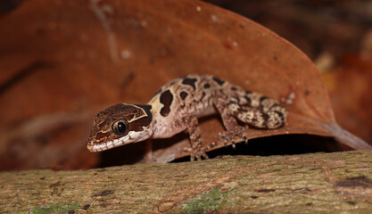 Angulated bow-fingered gecko (Cyrtodactylus angularis)
