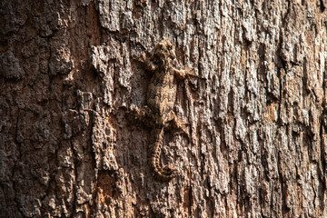 flying gecko camouflaged on a tree