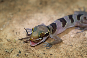 intermediate bow-fingered gecko or Cardamon forest gecko eating a spider