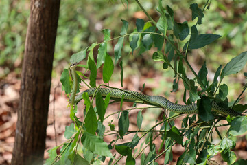 golden tree snake (Chrysopelea ornata) in tropical forest
