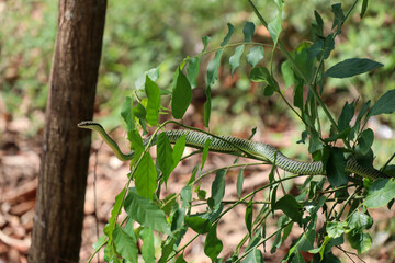 golden tree snake (Chrysopelea ornata)