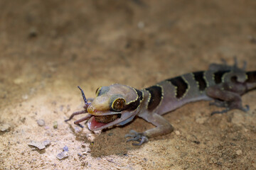 intermediate bow-fingered gecko or Cardamon forest gecko eating a spider