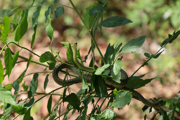 golden tree snake (Chrysopelea ornata)