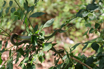 golden tree snake (Chrysopelea ornata)