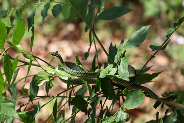 golden tree snake (Chrysopelea ornata)