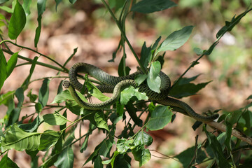 golden tree snake (Chrysopelea ornata)