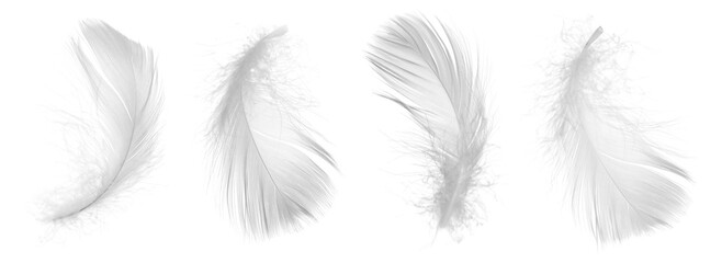 Light feathers isolated on white, collection. Plumage