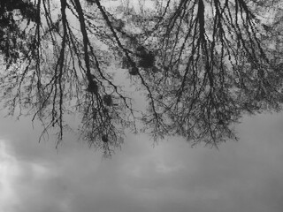 reflexions   d'arbres    dans  une riviere