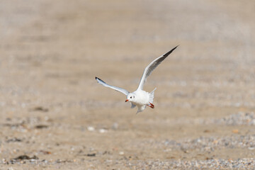 A black headed gull in flight on the beach