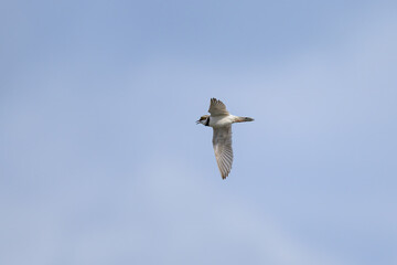 A Little Ringed Plover in flight on the beach
