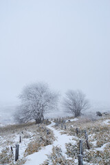 Obraz na płótnie Canvas 霧に煙る冬の高原
