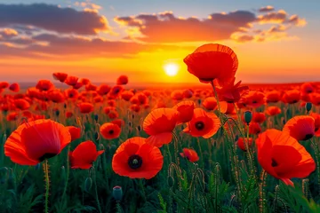 Foto auf Acrylglas Poppy field at sunset. A poppy field in bloom © Pakhnyushchyy