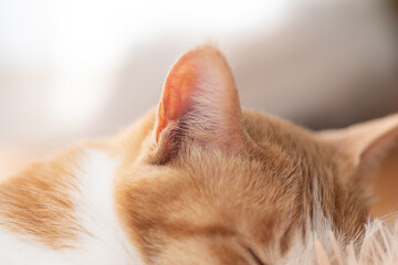 可愛い猫の耳をアップで撮影
