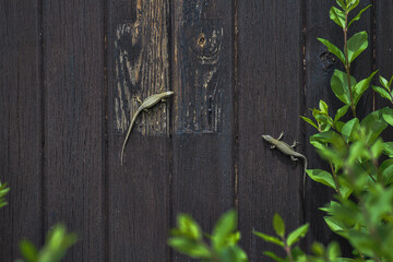 Nature photography for backgrounds and textures