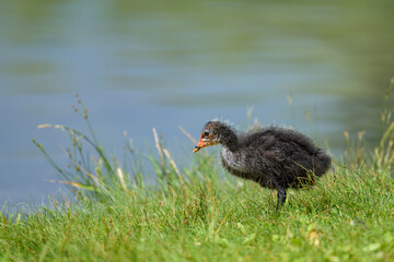 An immature Eurasian Coot standing on a meadow