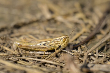 A small grasshopper sitting on the ground