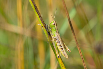 A small grasshopper sitting on a plant