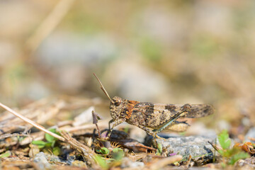 A Blue Winged Grasshopper sitting on the ground